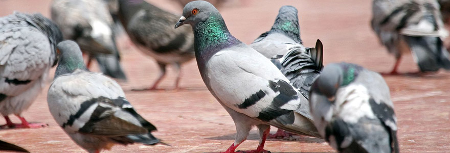 pigeons